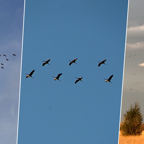 Duizenden kraanvogels vliegen over tijdens najaarstrek