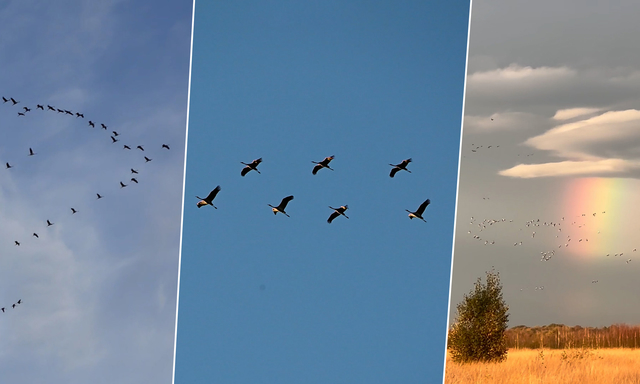 Afbeelding van Duizenden kraanvogels vliegen over tijdens najaarstrek
