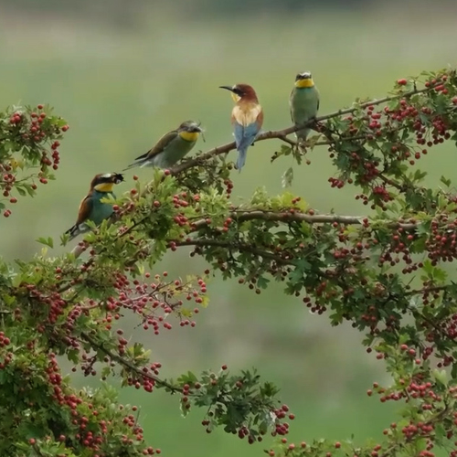 Afbeelding van Bijeneters met grote prooi in de Betuwe