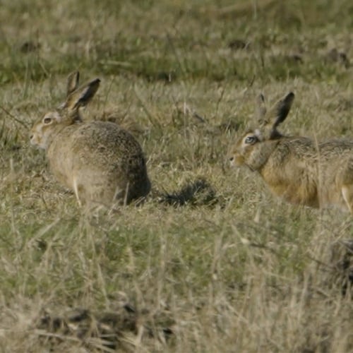 Afbeelding van De hazen van Waterland zijn al volop actief