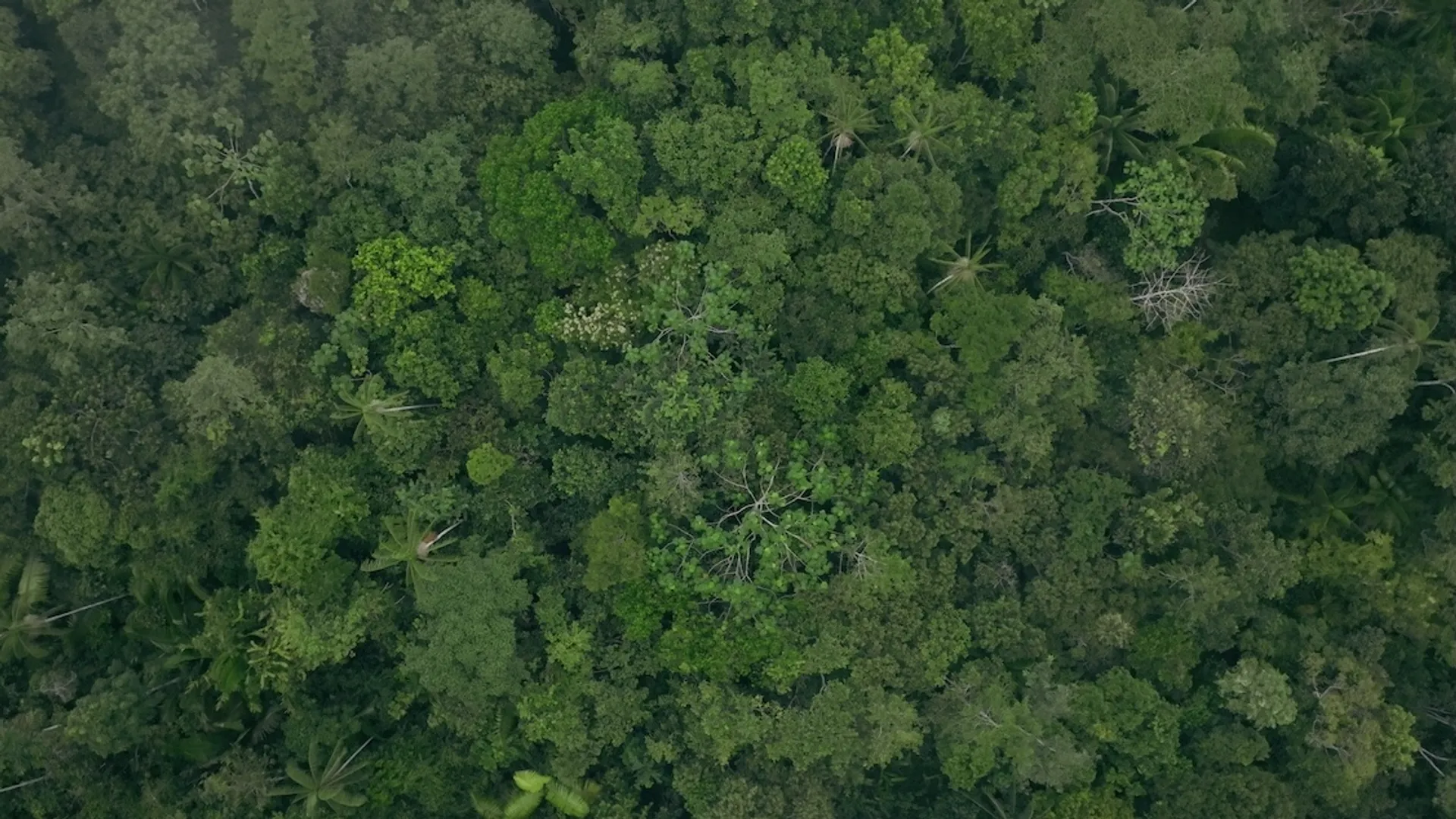 Still Eat more trees