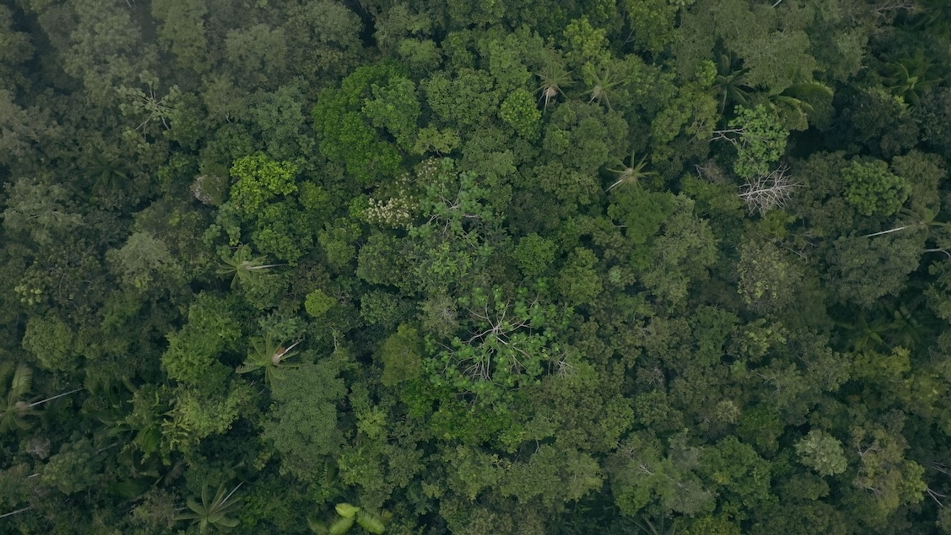 Still Eat more trees