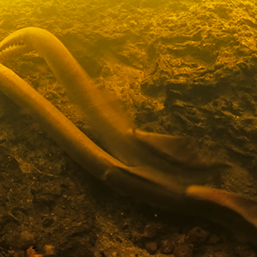 Afbeelding van Bewijs gevonden voor voortplanting zeldzame rivierprik op Veluwe