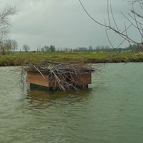 Afbeelding van Hoogwatervluchtplaats voor bevers moet de dijk beschermen + filmpje