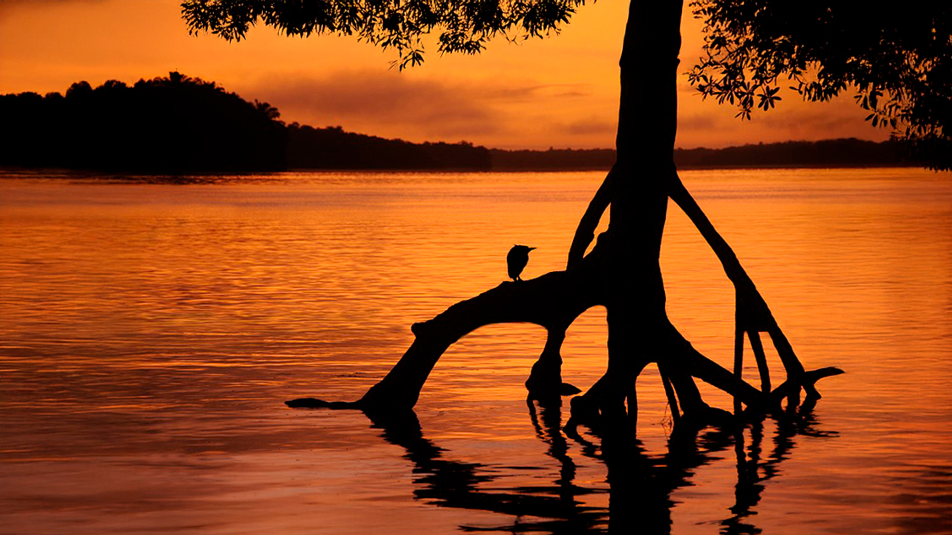 Afbeelding van Groene toekomst van Suriname na 50 jaar onafhankelijkheid