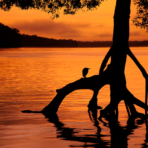 Groene toekomst van Suriname na 50 jaar onafhankelijkheid