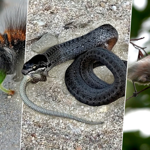 Gladde slang verorbert prooi, zwemmende havik en kraanvogel