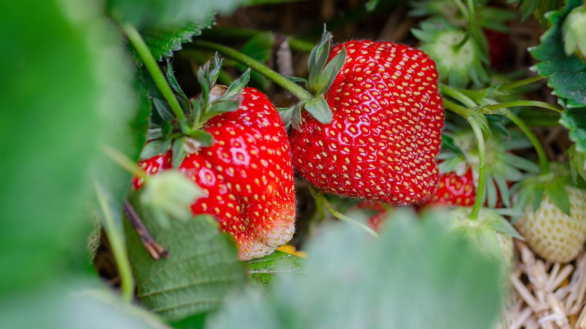aardbei
