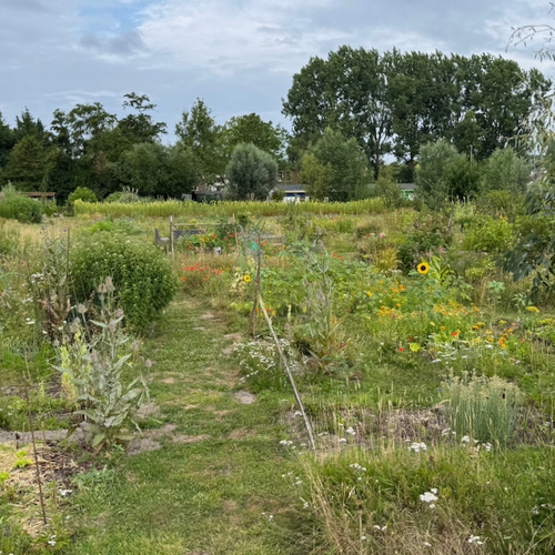 Biodiverse buurttuin moet beachvolleybalveld worden