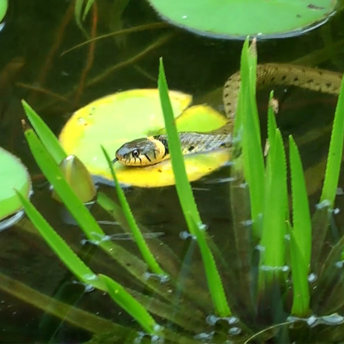 Ringslang kronkelt door tuinvijver