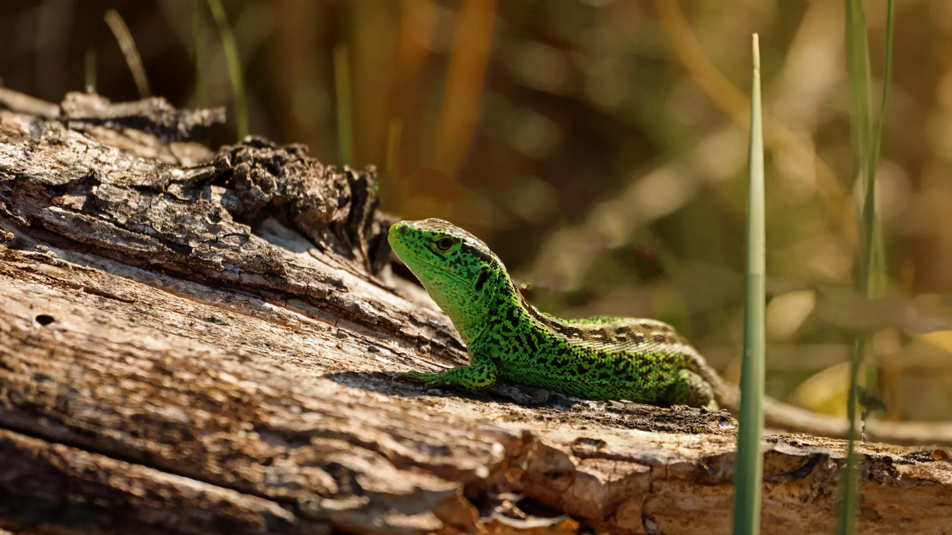 zandhagedis man warmt zich op in de zon