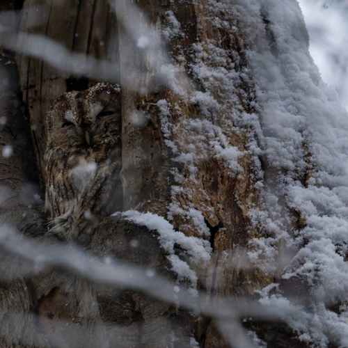 Afbeelding van Camouflage bij dieren: trucjes in de natuur