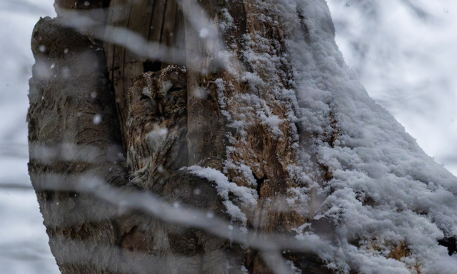 Afbeelding van Camouflage bij dieren: trucjes in de natuur