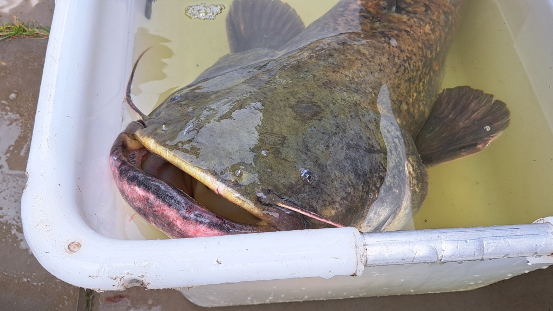 meerval tijdens onderzoek