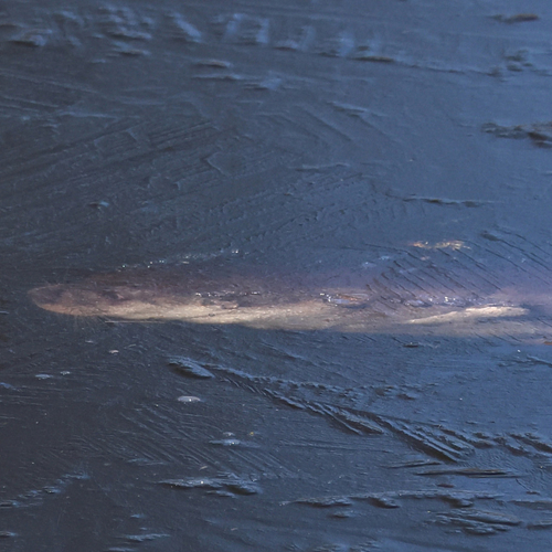 Afbeelding van Hoe kan de otter onder water jagen?