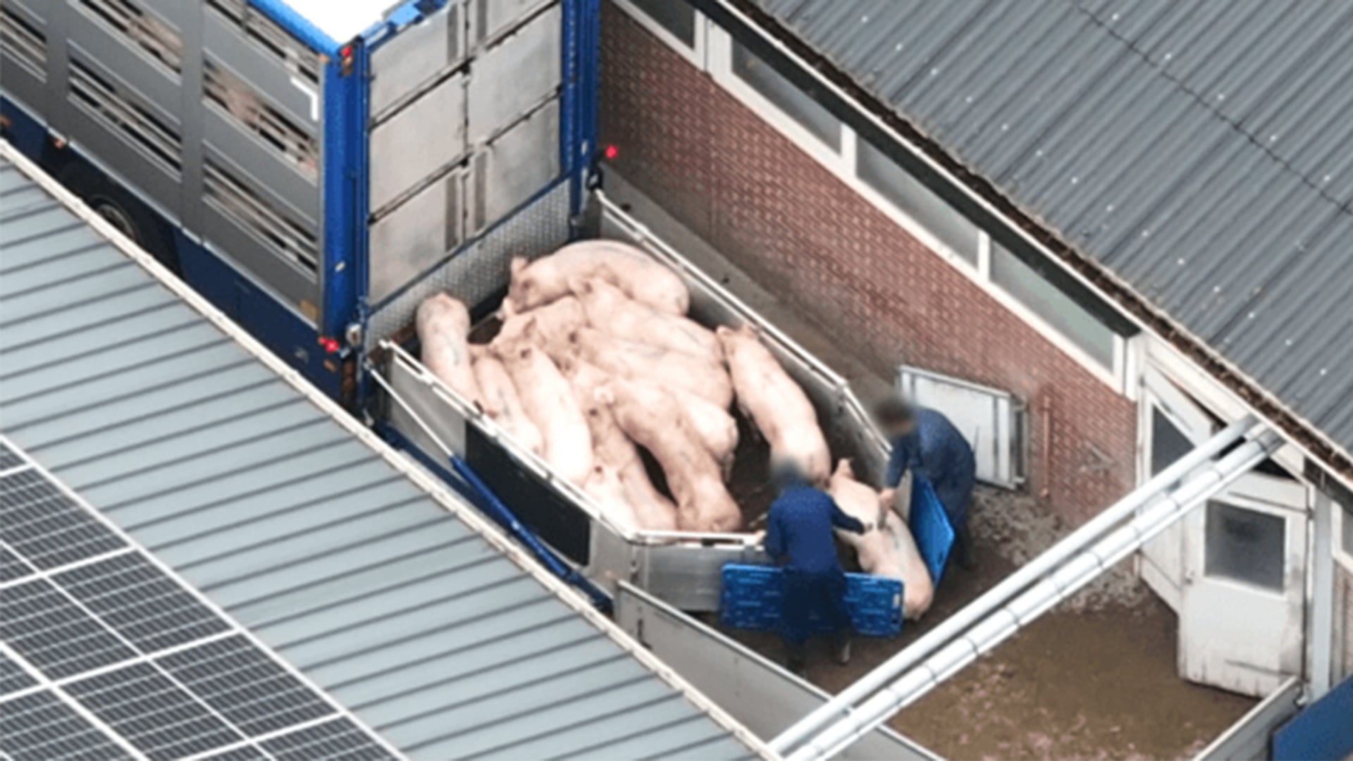 Varkens in Nood