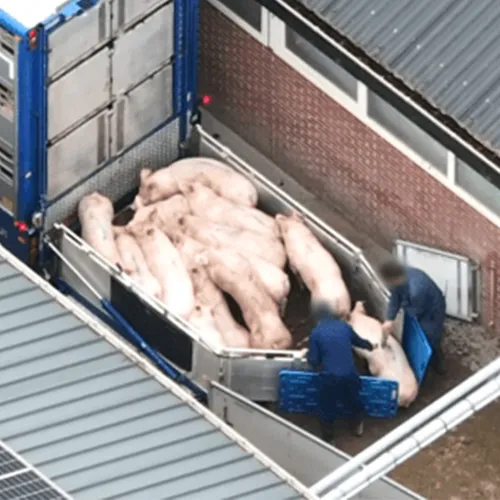 Afbeelding van Taakstraffen voor dierenmishandeling bij vervoer varkens