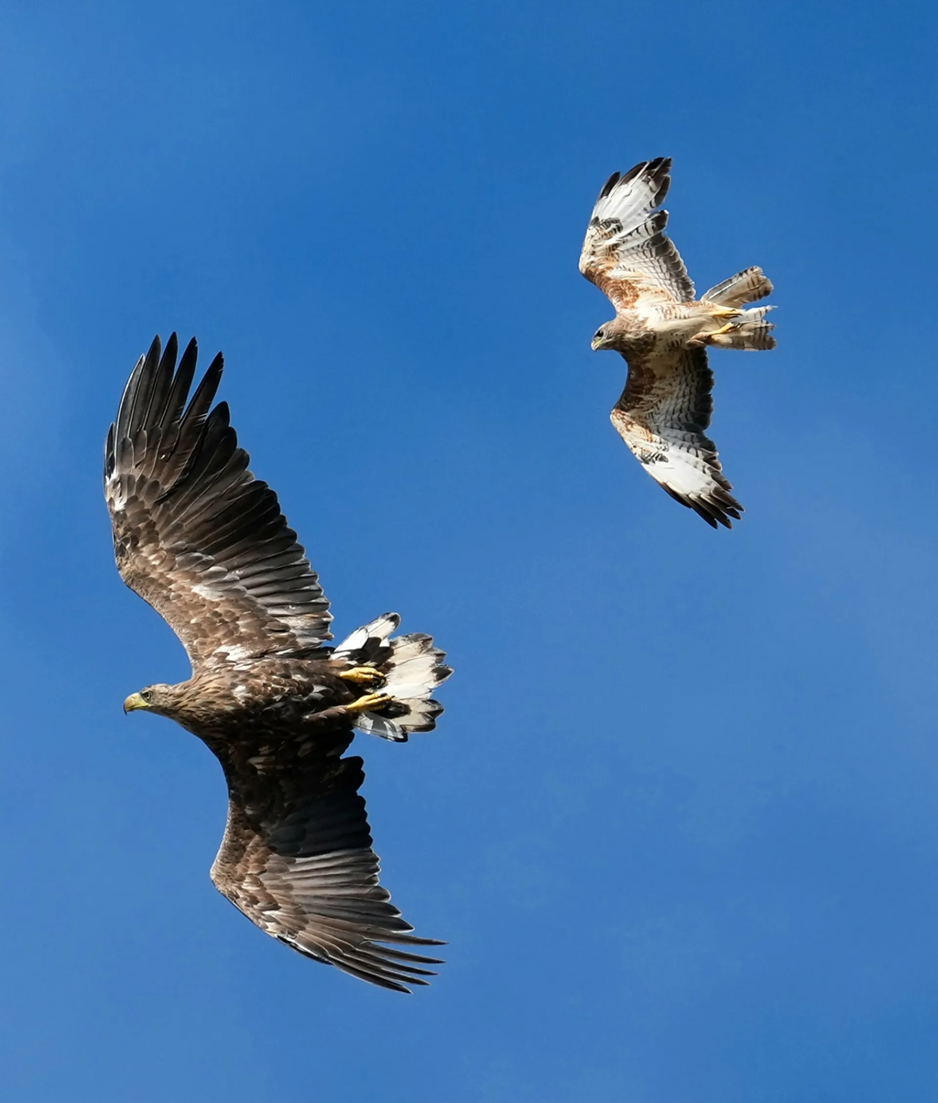 buizerd-oogt-nu-wel-heel-klein-en-beiden-kijken-boos_6a7c9732a73bc_large