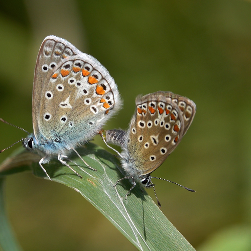 Afbeelding van Icarusblauwtjes paren in de vegetatie