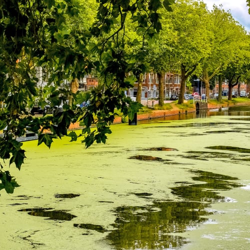 Afbeelding van Miljoenen voor droogtebestrijding in Zuid-Holland