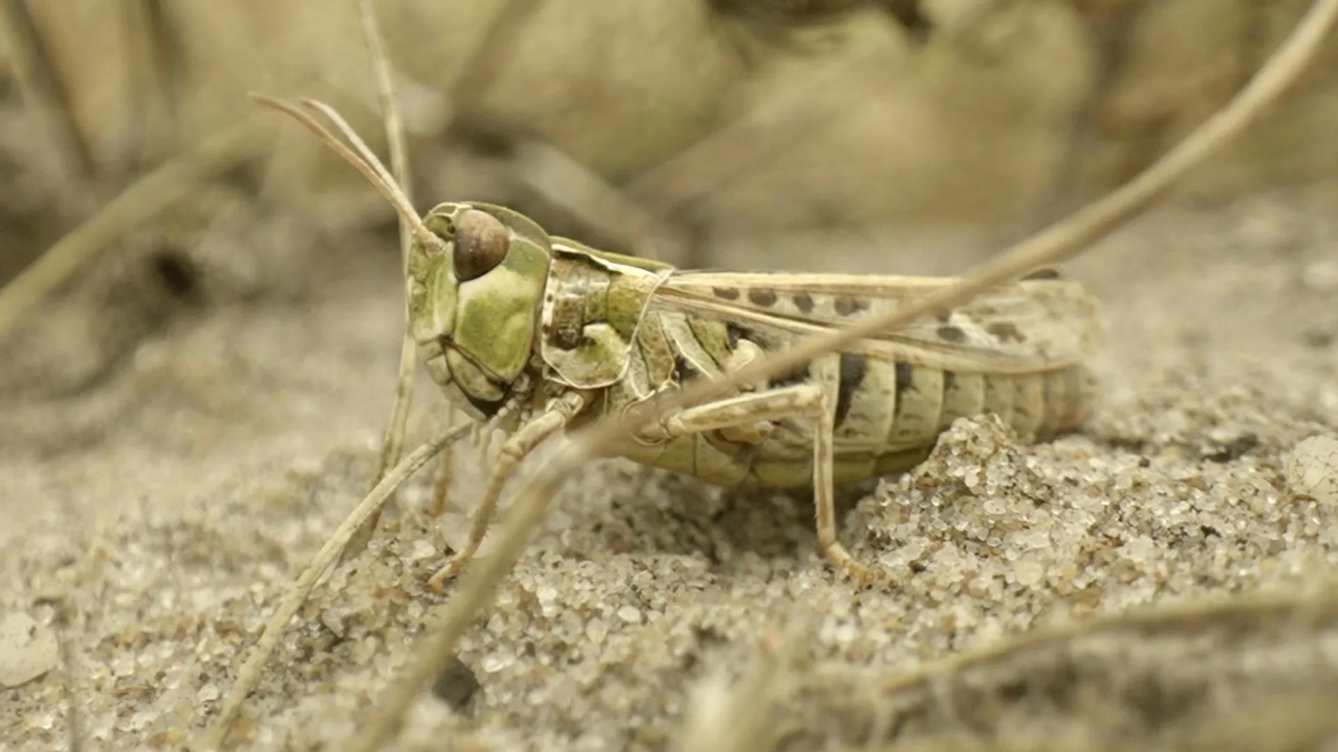 insect-heide