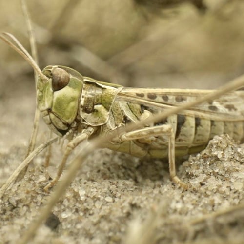 Afbeelding van Natuurbegraafplaats: elk graf is een eigen ecosysteem