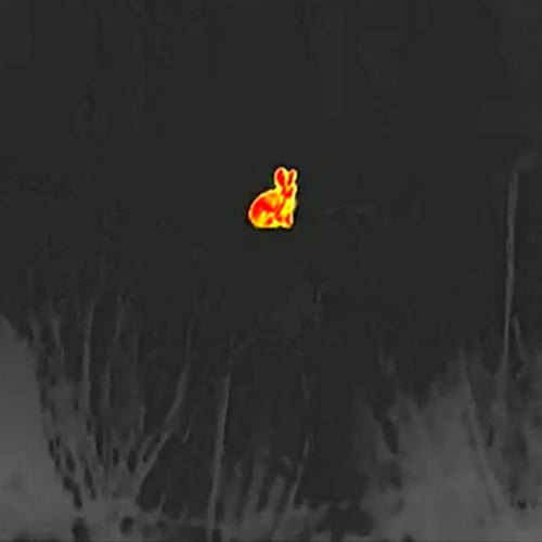 Afbeelding van Hazen tellen met de nachtkijker in Park Schothorst