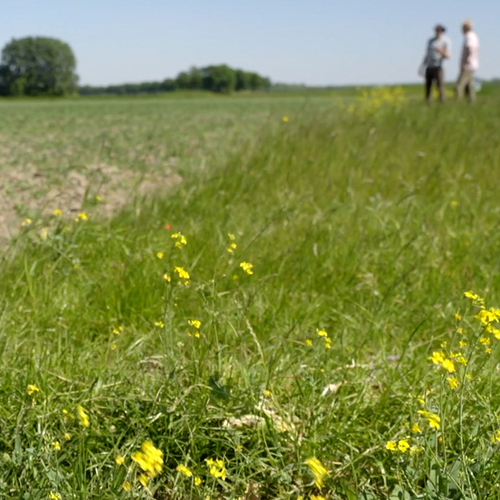 Afbeelding van Zeshonderd hectare natuurinclusief boeren