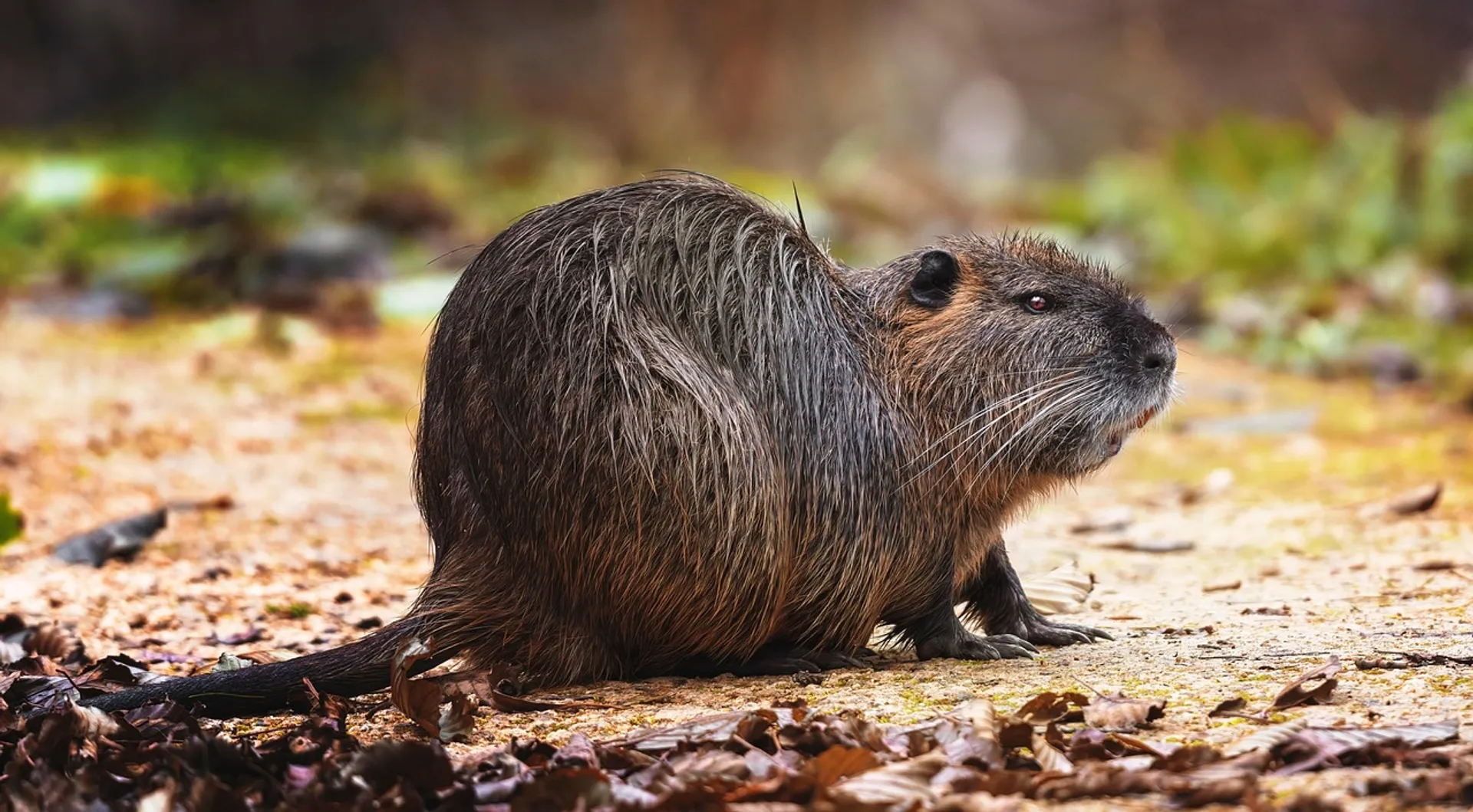 Flink meer muskus- en beverratten gevangen in 2024 - Vroege Vogels ...