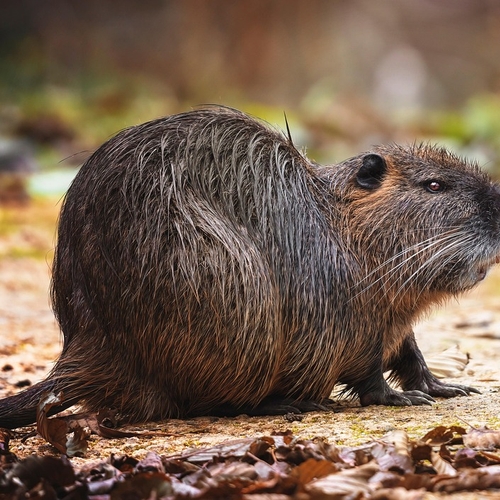 Afbeelding van Flink meer muskus- en beverratten gevangen in 2024