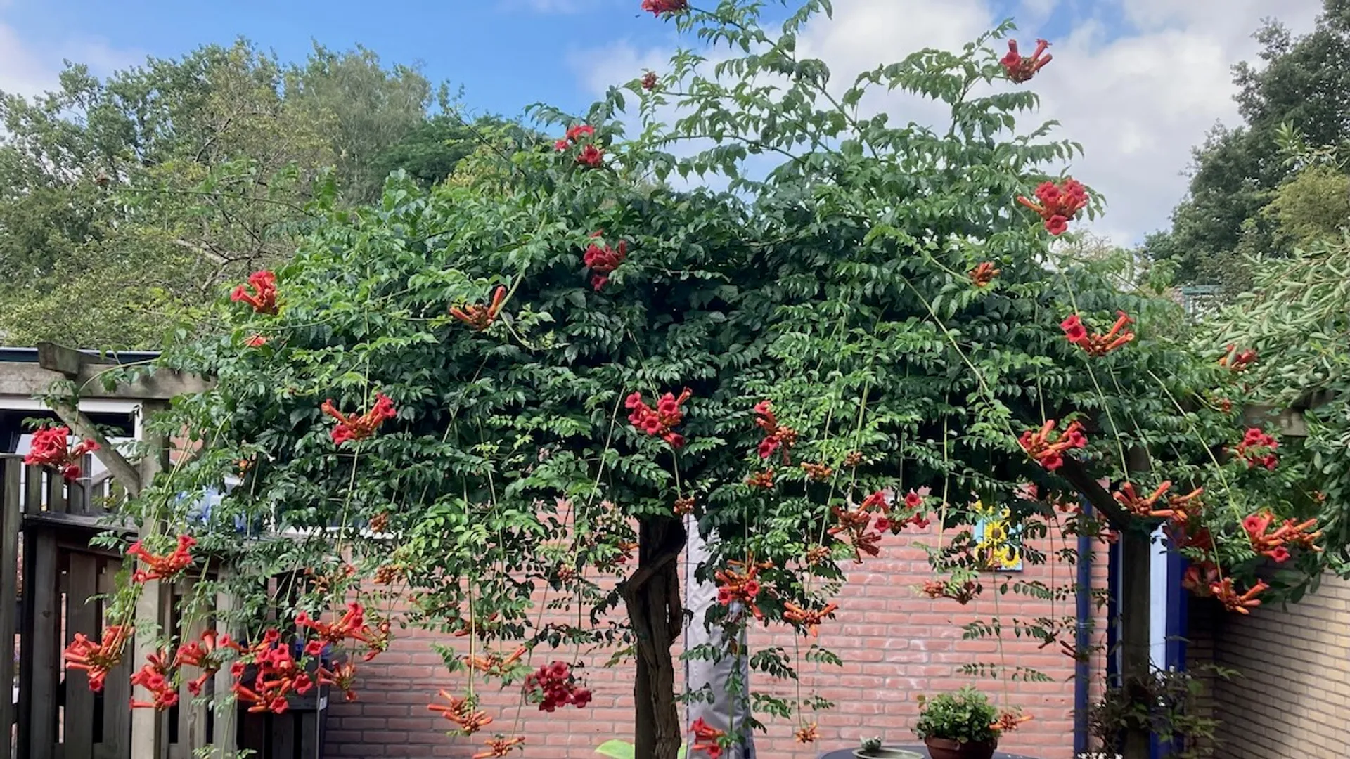 Tulpenboom Geert