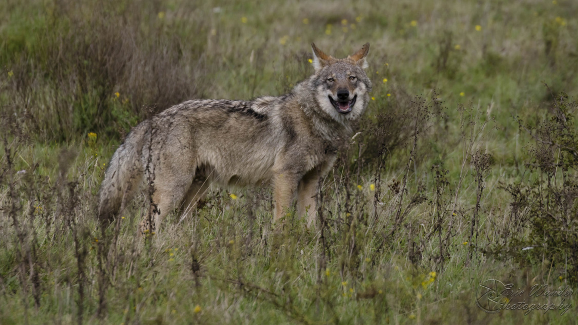 Jonge wolf Veluwe