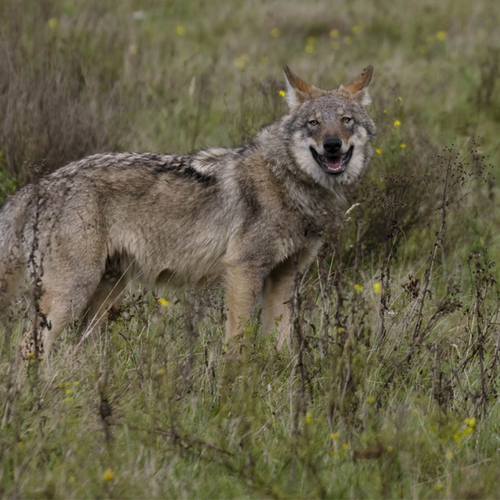 Eerste wolf op de hoge Veluwe gezenderd