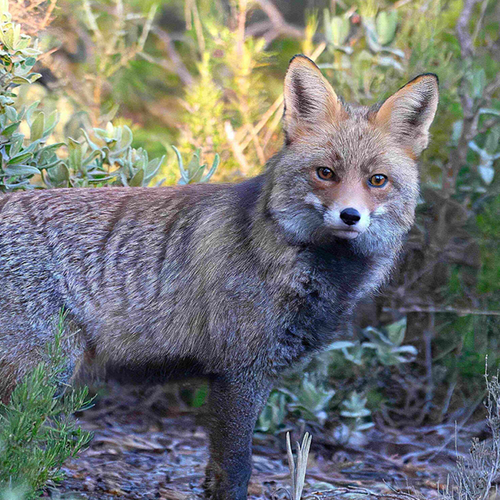 Afbeelding van Op pad met Menno Bentveld: Doe mij ook maar zo'n vacht