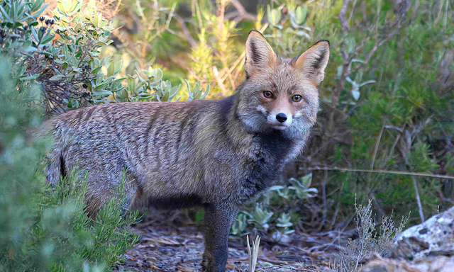 Afbeelding van Op pad met Menno Bentveld: Doe mij ook maar zo'n vacht