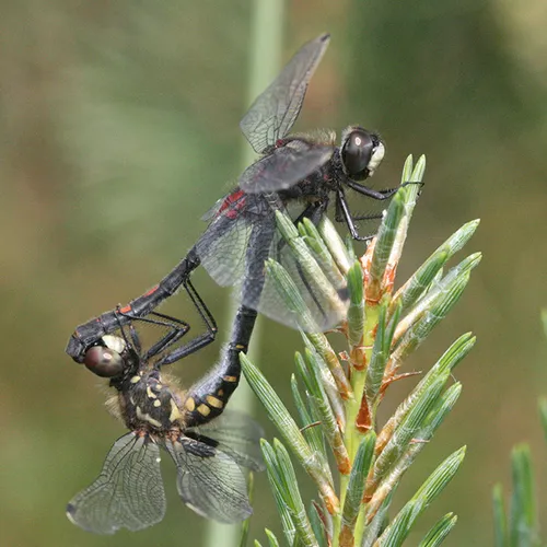 Afbeelding van Nieuwe Rode Lijst Libellen: vooral algemene soorten achteruit