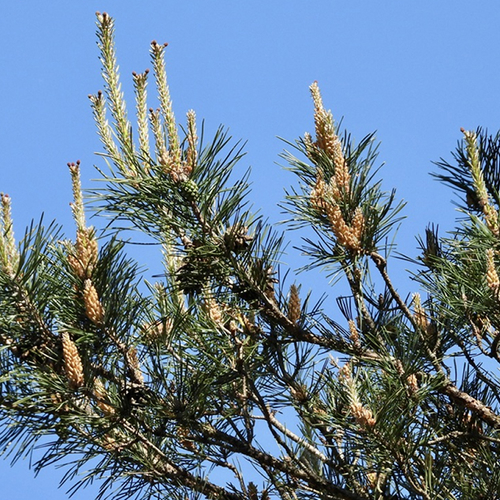 Dennenprocessierups voor het eerst aangetroffen in Nederland