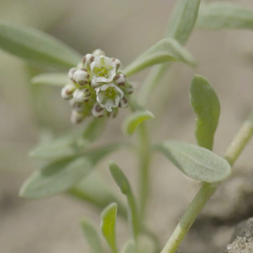 Bijzondere planten door militaire voertuigen