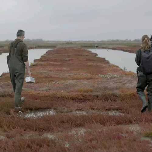 Zeldzaam plantje tussen de karrenveldensporen