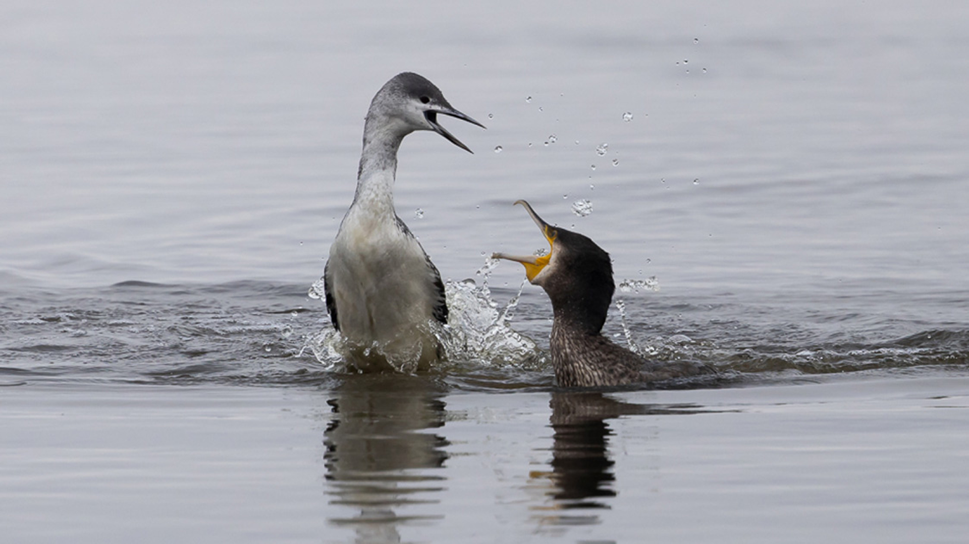 Roodkeelduiker en aalscholver