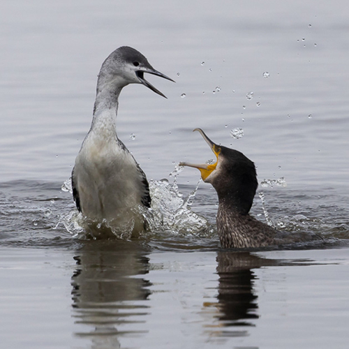 Roodkeelduiker en aalscholver hebben stevige ruzie