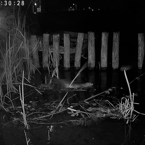 Bever worstelt met bunzing