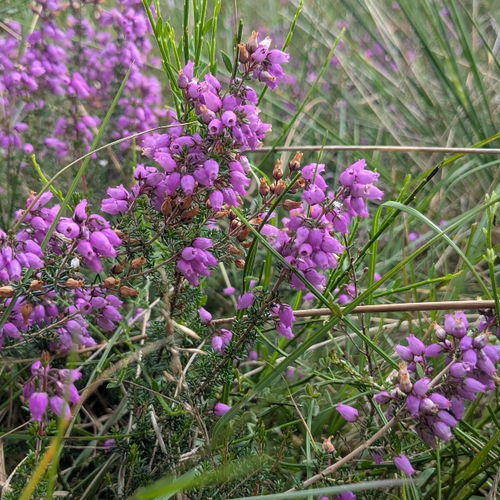 Unieke natuur door militair verleden
