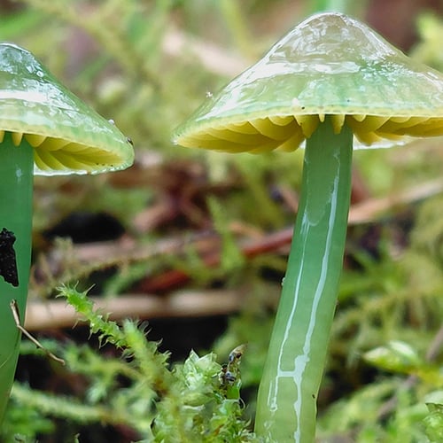 Afbeelding van Nijmegen monitort als eerste stad in Nederland haar paddenstoelen