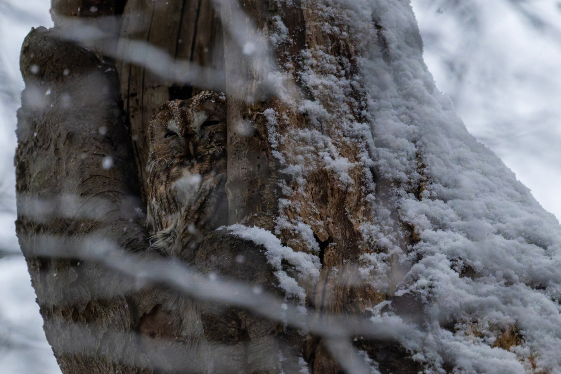 bosuil-in-de-sneeuw_6957fbebaa2e2_large