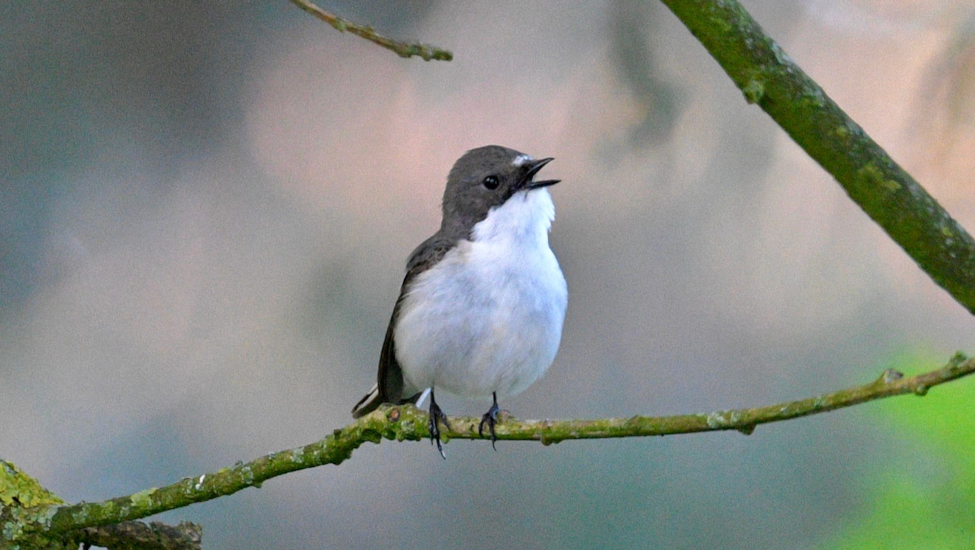 Bonte vliegenvanger (c) Marlies Hoefkens