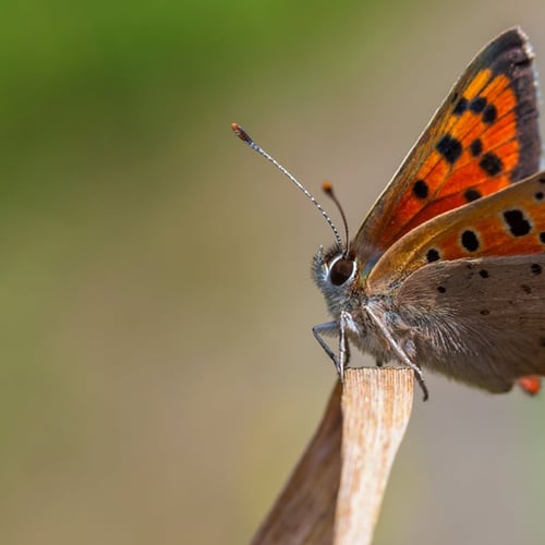 Afbeelding van Derde generatie: deze vlinders zijn nog volop te zien