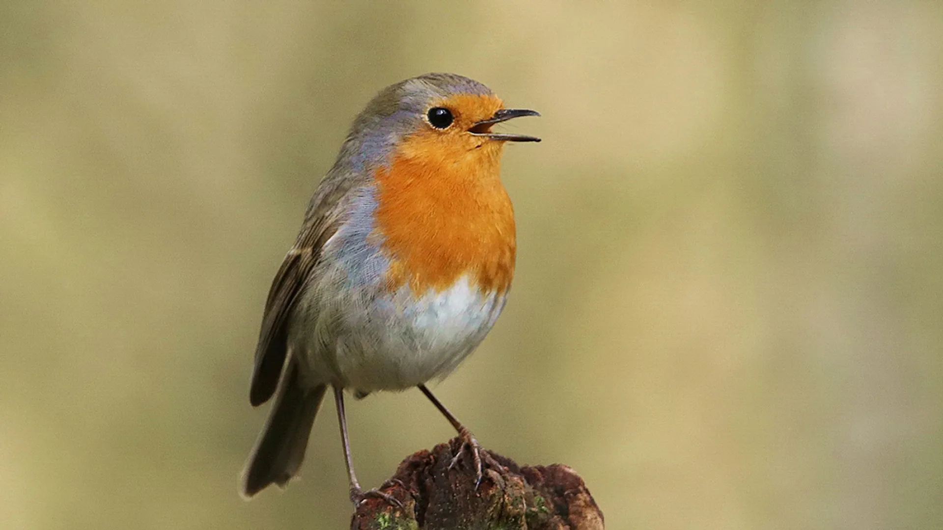 Roodborst