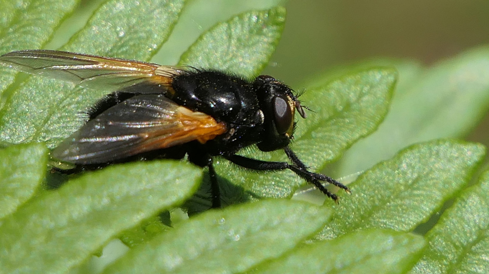 Schorsvlieg wrijft in pootjes