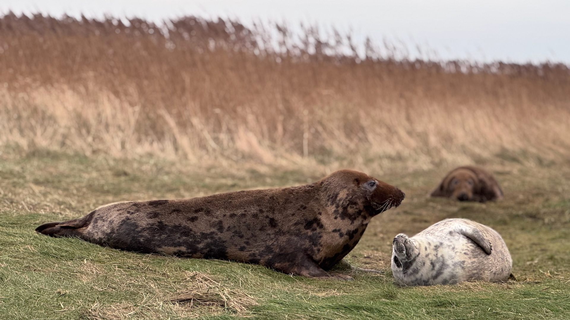 Grijze zeehonden op Griend (c) Rob Buiter